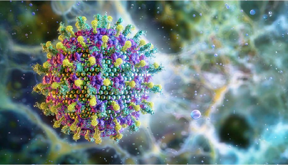 尼帕病毒研究的核心试剂与分子工具