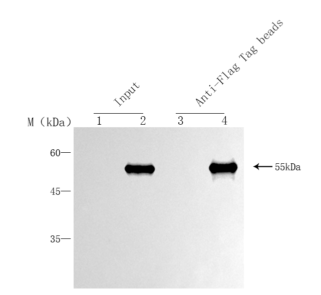 辉骏生物Anti-Flag抗体磁珠.png 辉骏生物Anti-Flag抗体磁珠.png