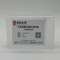 外泌体蛋白鉴定试剂盒（Calnexin)
