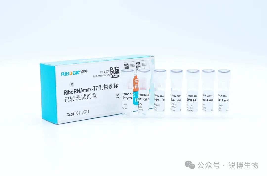 RNA pull-down关键工具：高效率生物素标记T7体外转录试剂盒加速功能验证