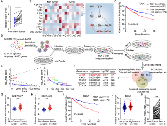 Cancer Research丨GSH合成“加速器”被破解！靶向ARD1或成肝细胞癌治疗新途径