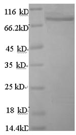 CSB-EP866314HU1 SDS