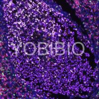 TSA多重免疫荧光