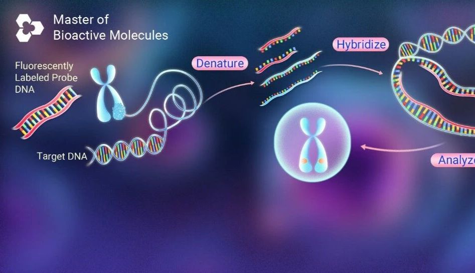 进来学！什么是荧光原位杂交(FISH)|MCE