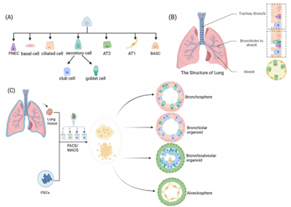 【类器官技术全解析】肺类器官