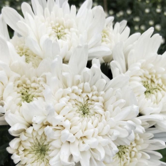 菊花基因编辑服务