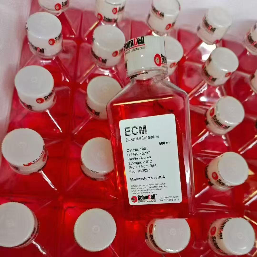 内皮细胞培养基