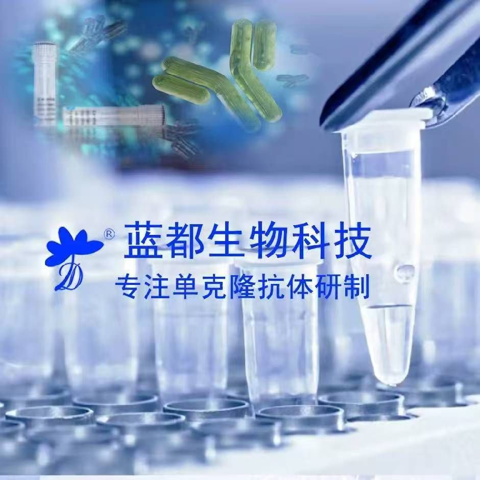 重组小鼠CHI3L3(C-6His).