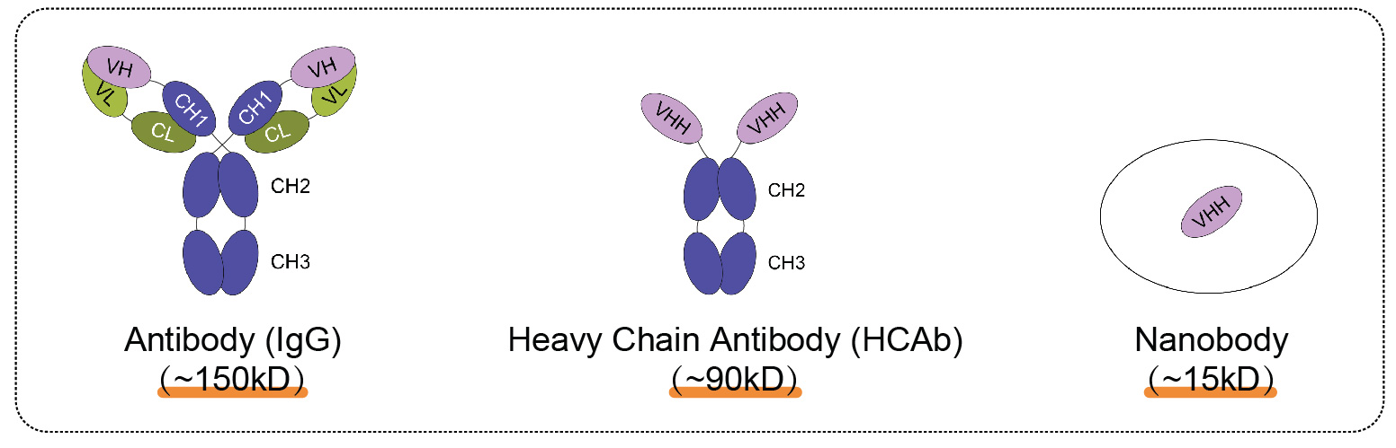 辉骏生物ChainFree® V5纳米抗体磁珠-无轻重链污染-高效完成COIP