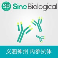 Histone H3 内参抗体, 鼠单抗