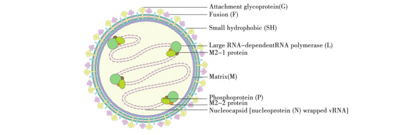「DIFF CRO」破解hMPV药效评价难题