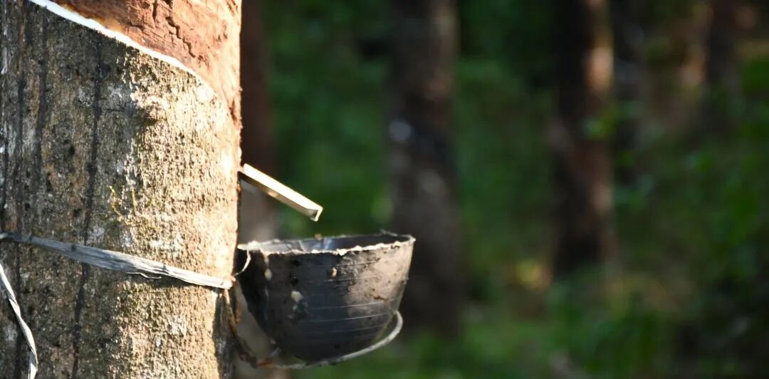 国家标准即将实施，赛默飞深度参与 | GB/T 46819-2025《纺织制品中乳胶填充物通用技术要求》 解读