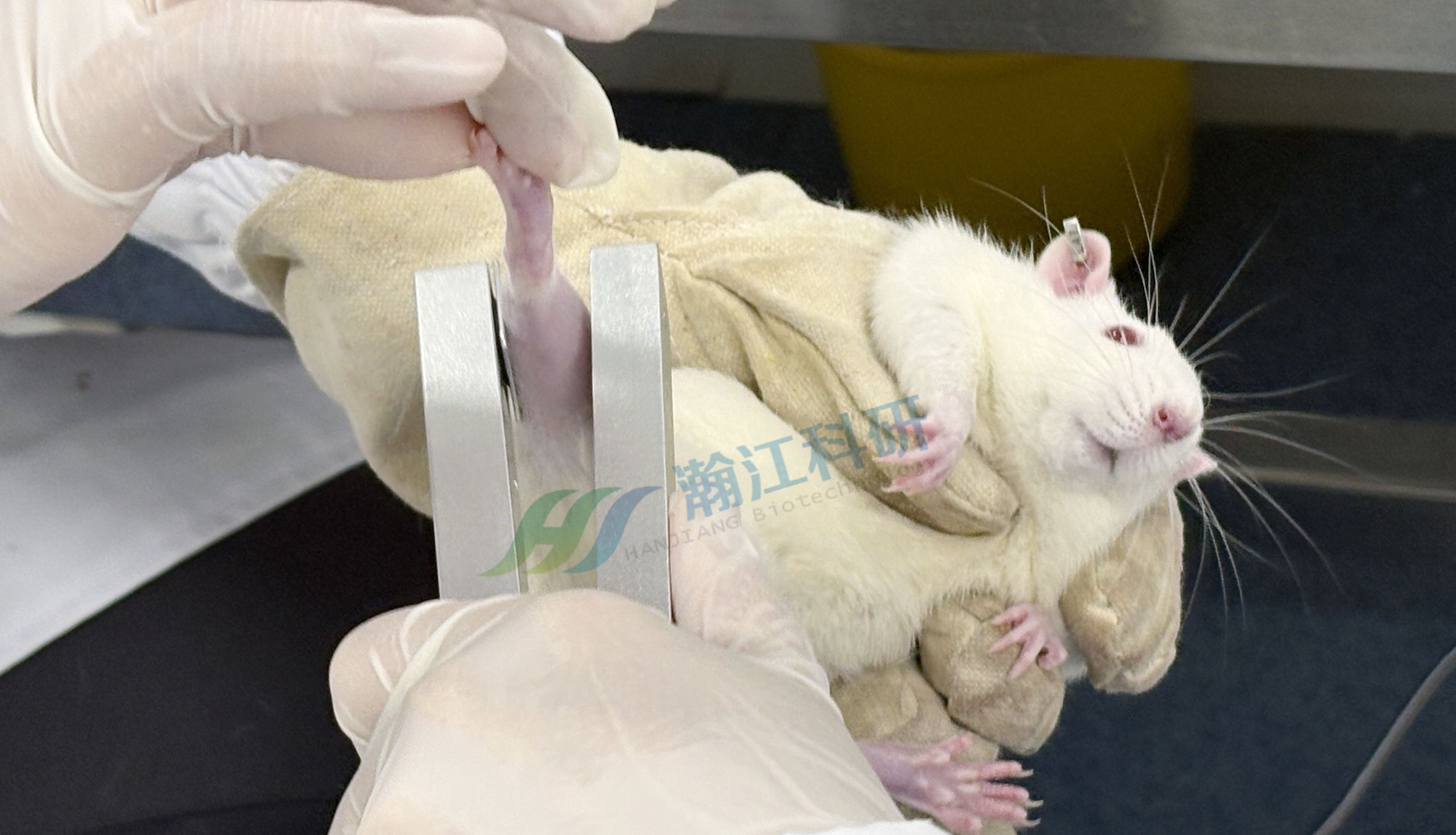 动物行为学实验如何选择：精准匹配研究目标，让数据说话更有力！