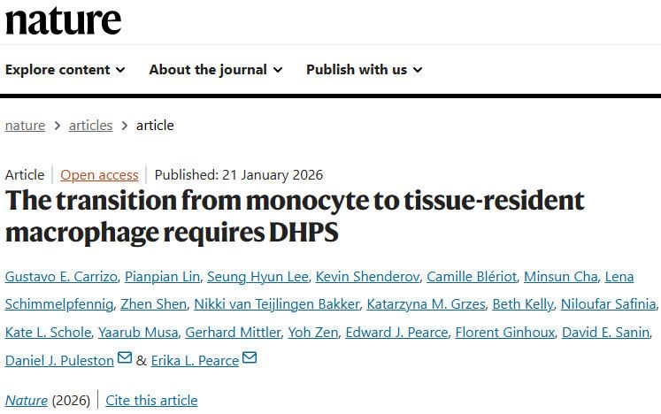 Nature：单核细胞转化为组织驻留巨噬细胞的开关-DHPS