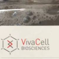 VivaCell货号C3543-0500现货L-谷氨酰胺19121878899上海睿安生物VivaCell(原BI)官方正式授权代理商