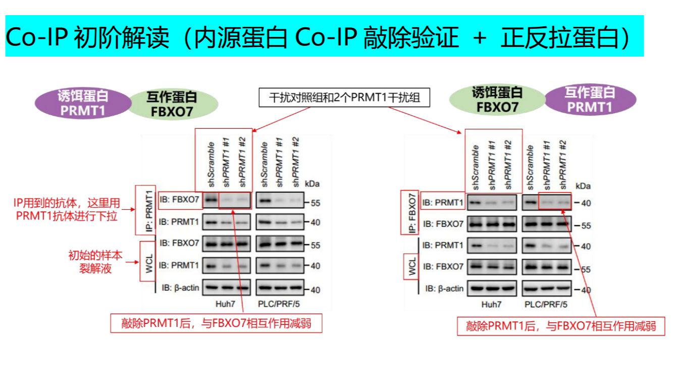Co-IP（截短体）文献看不懂？实验做不出？一文破解双难题