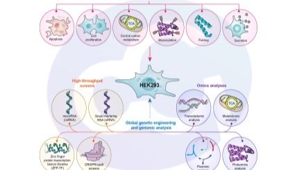 HEK293 HCP ELISA：病毒纯化工艺适合，才是王道