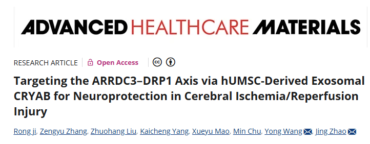 无创直击病灶！鼻内H-Exo携CRYAB破局，“铁死亡+线粒体+炎症”三重调控改善缺血性脑卒中