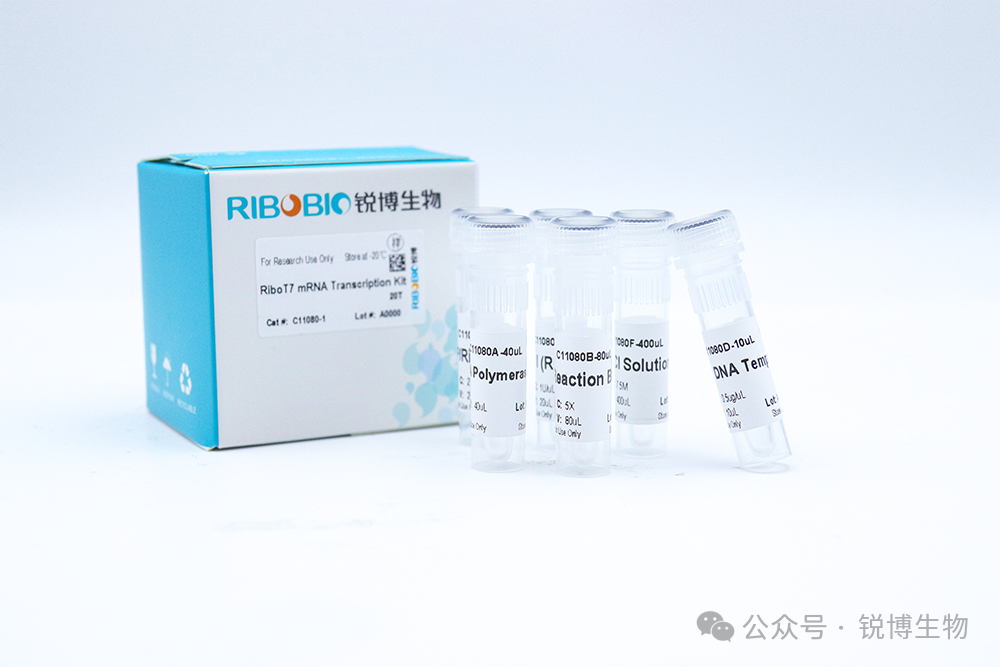 实验方法丨如何在实验室自己转录合成mRNA