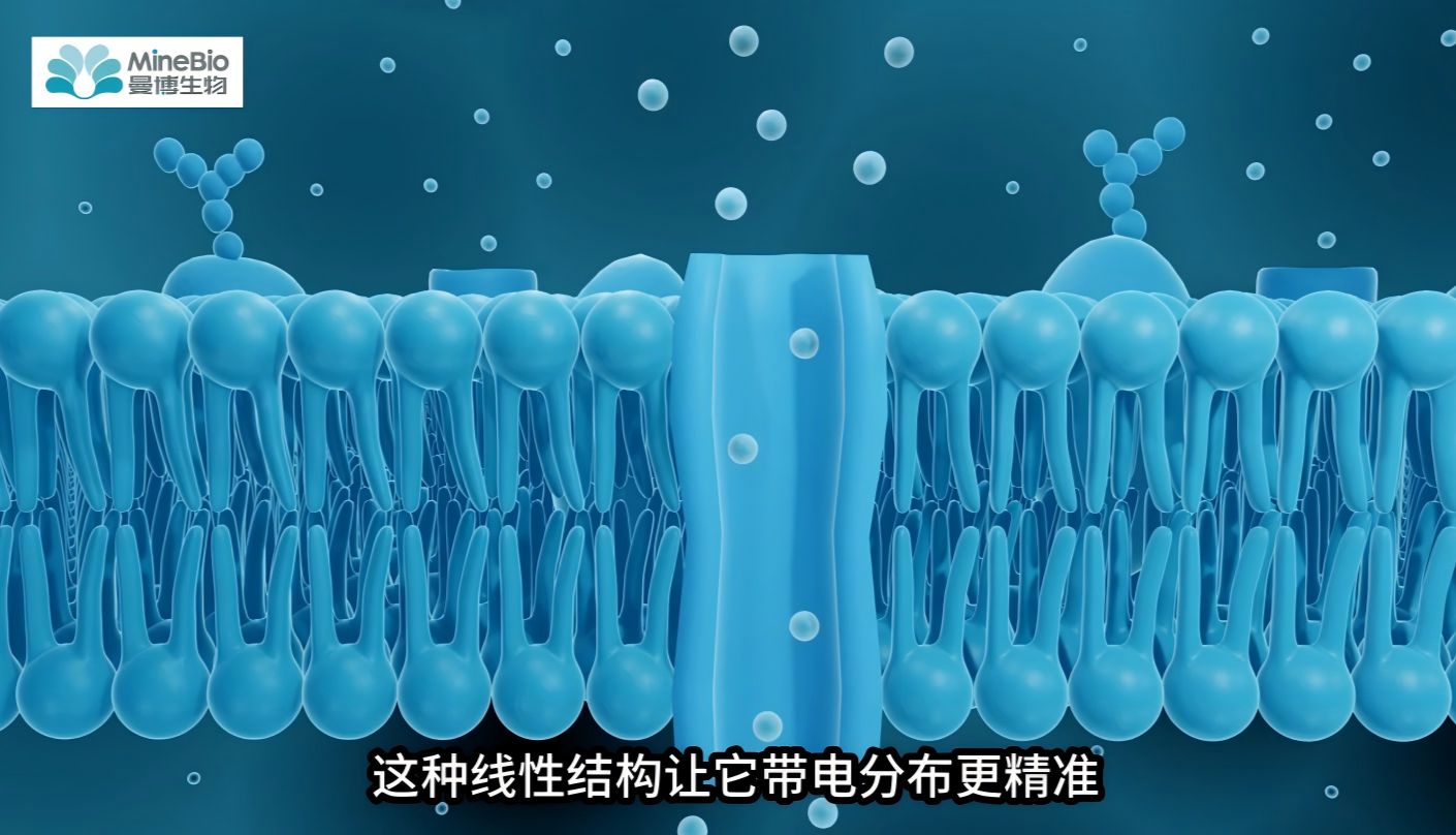 PEI MAX vs PEI 25K：Polysciences这两款PEI转染试剂，谁才是真神？