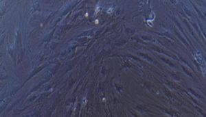 大鼠原代睾丸支持细胞 技术参数