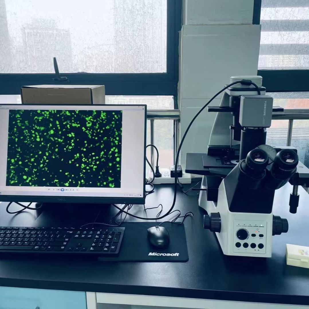 澳浦显微镜报价｜YR350、YR550 倒置生物显微镜