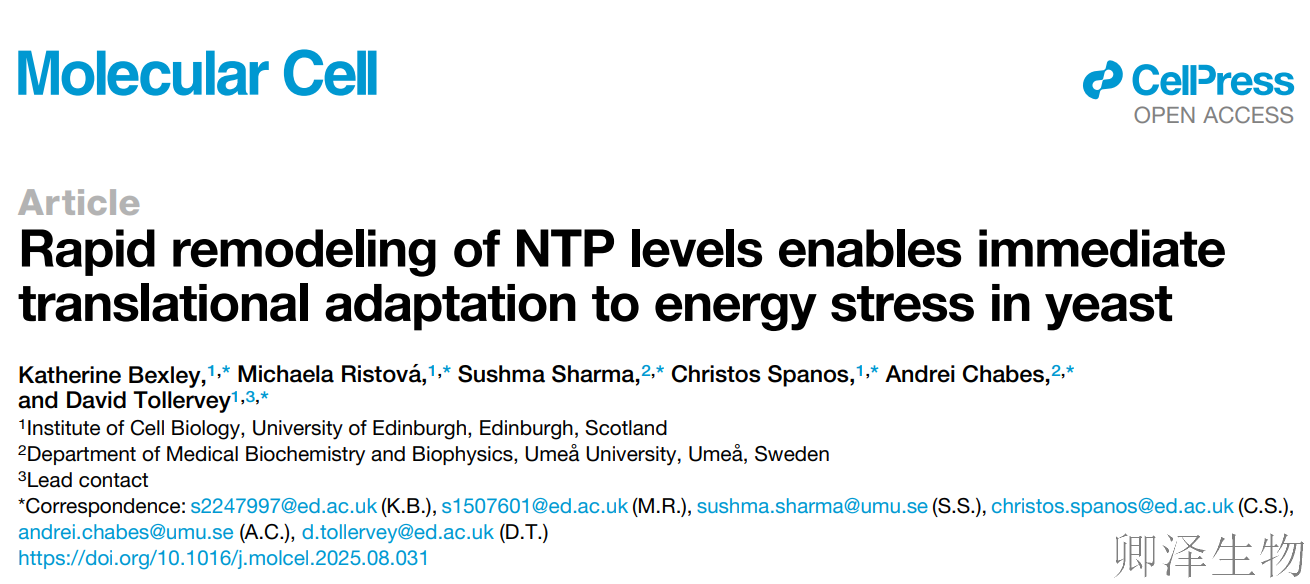 【能量危机下的翻译调控】 | ：酵母细胞的"30秒断电保护"机制揭秘