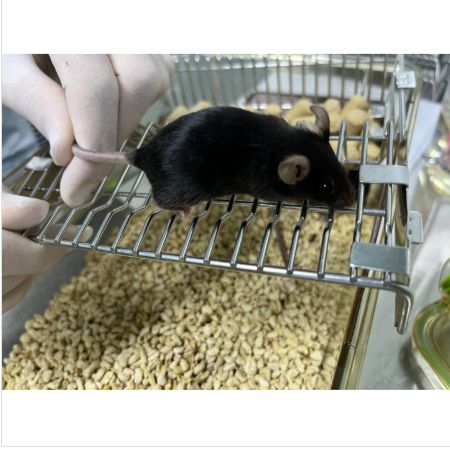 「DIFF CRO」HSV-2豚鼠感染-复发模型