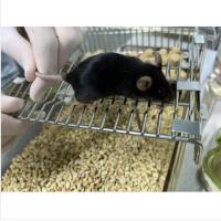 「DIFF CRO」RSV体内药效评价