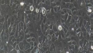 大鼠原代胰腺导管上皮细胞