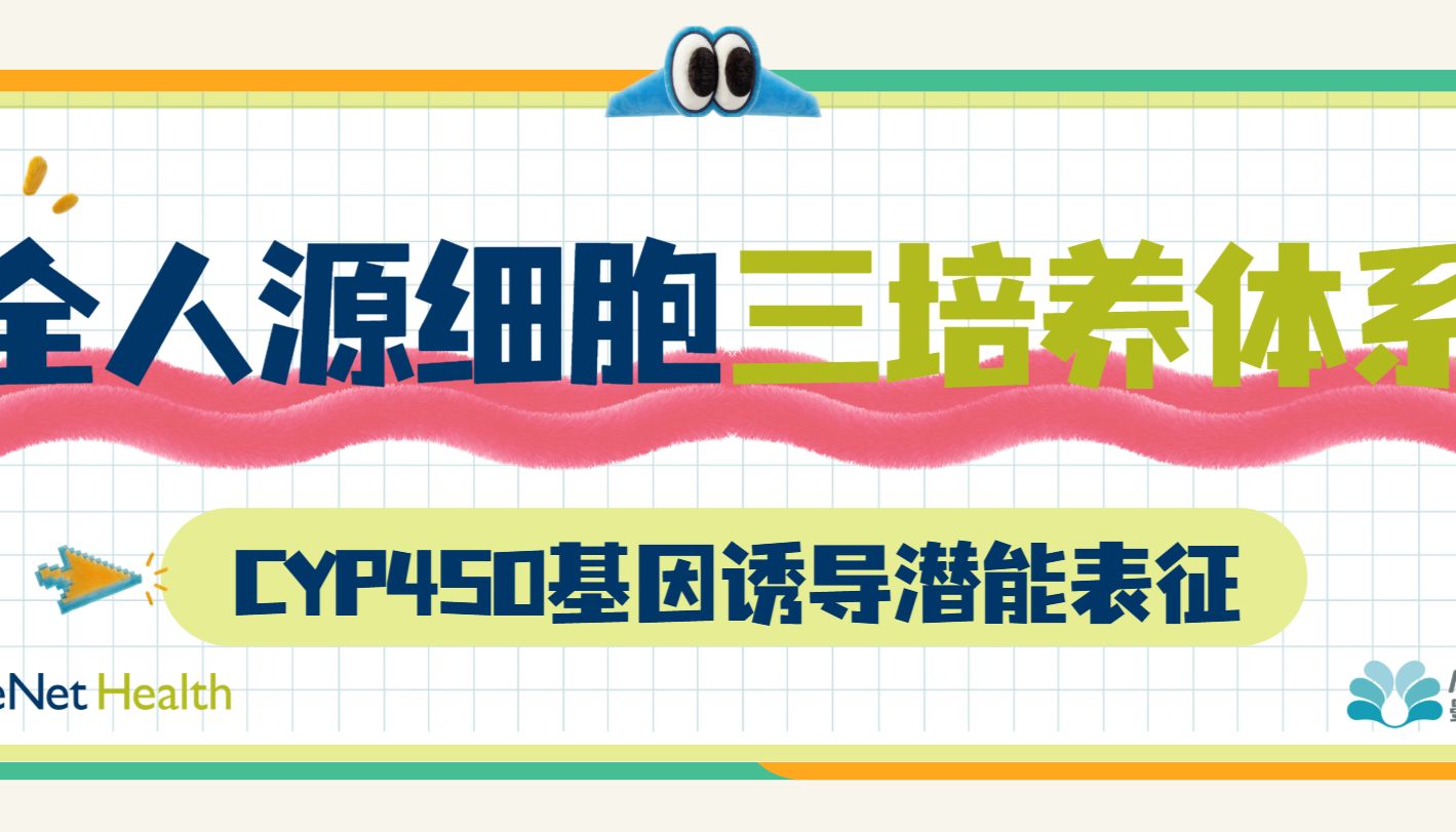 全人源肝细胞三培养体系｜CYP450基因诱导潜能表征