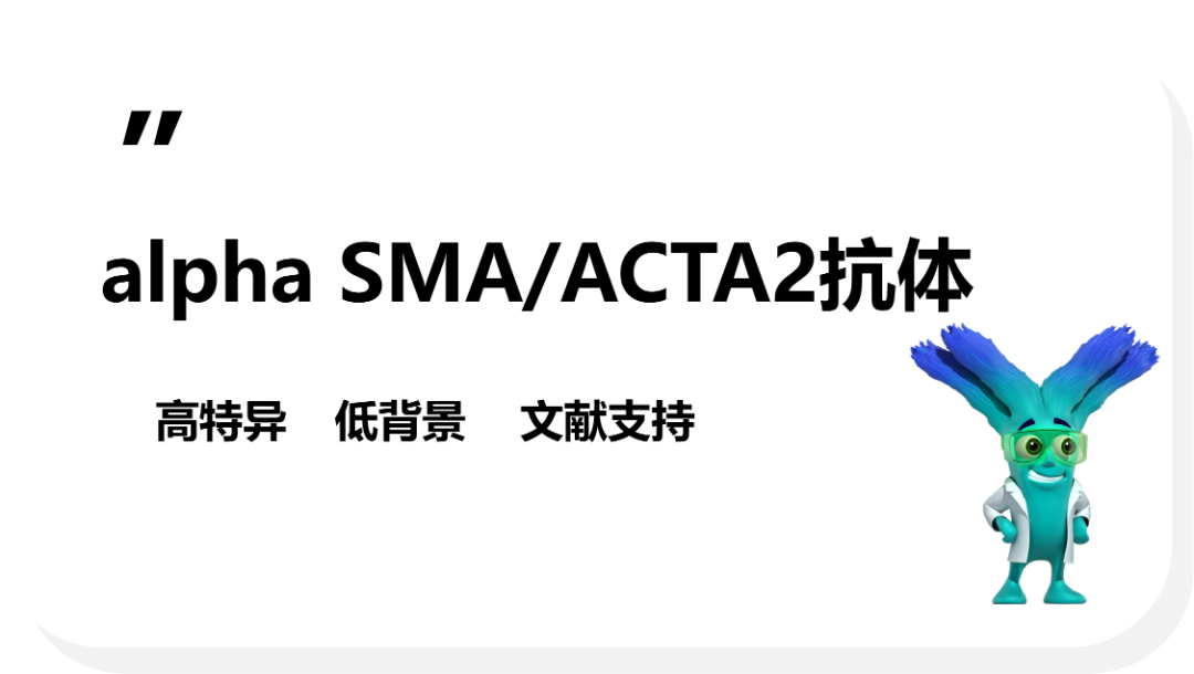 α-SMA：肌成纤维细胞活化的经典标志物
