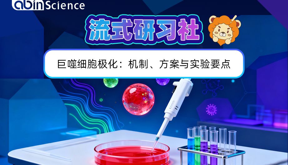 巨噬细胞功能与检测技术丨巨噬细胞极化：机制、方案与实验要点