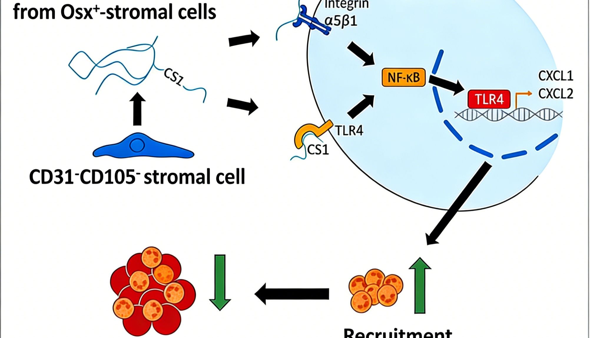 小鼠Ly6G单克隆抗体如何揭示骨髓基质细胞抑制肿瘤的新机制？