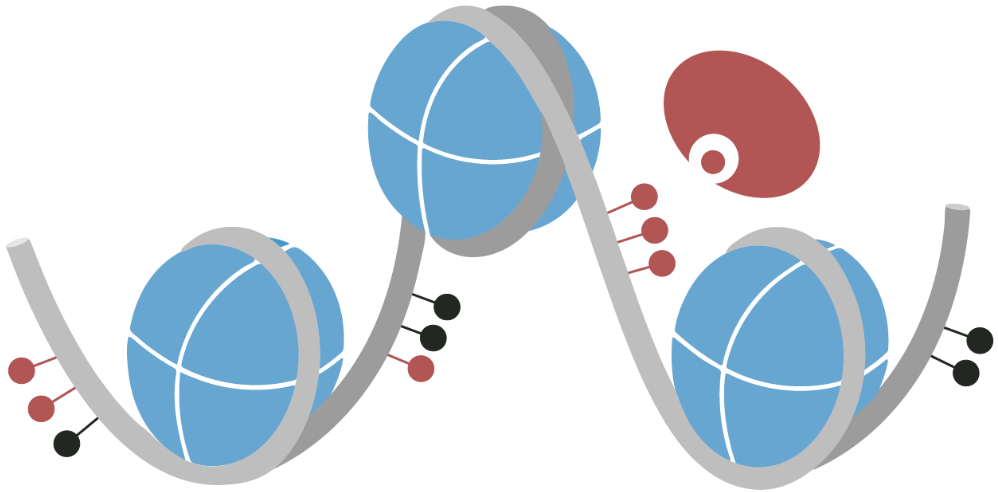 Epicypher“CUTANA™ Hia5 for Fiber-seq”助力多组学研究