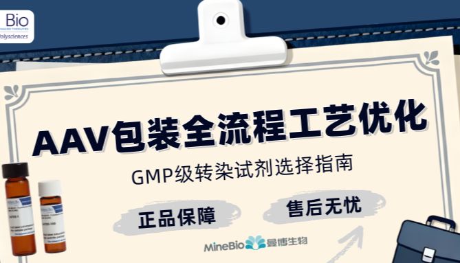从科研到临床：AAV病毒包装全流程工艺优化与GMP级转染试剂优选