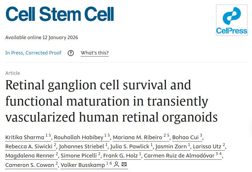 人造视网膜“复明”在望！德国团队攻克RGCs体外培养难关，细胞存活率激增18倍