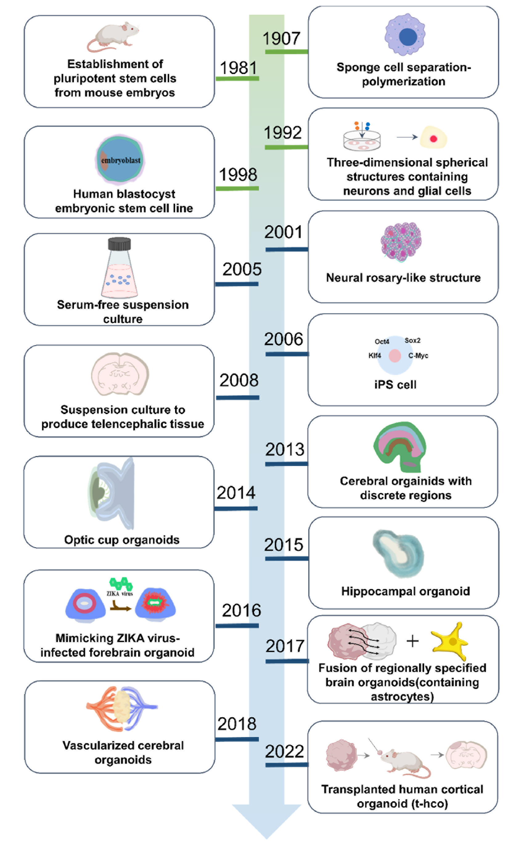 【类器官技术全解析】脑类器官