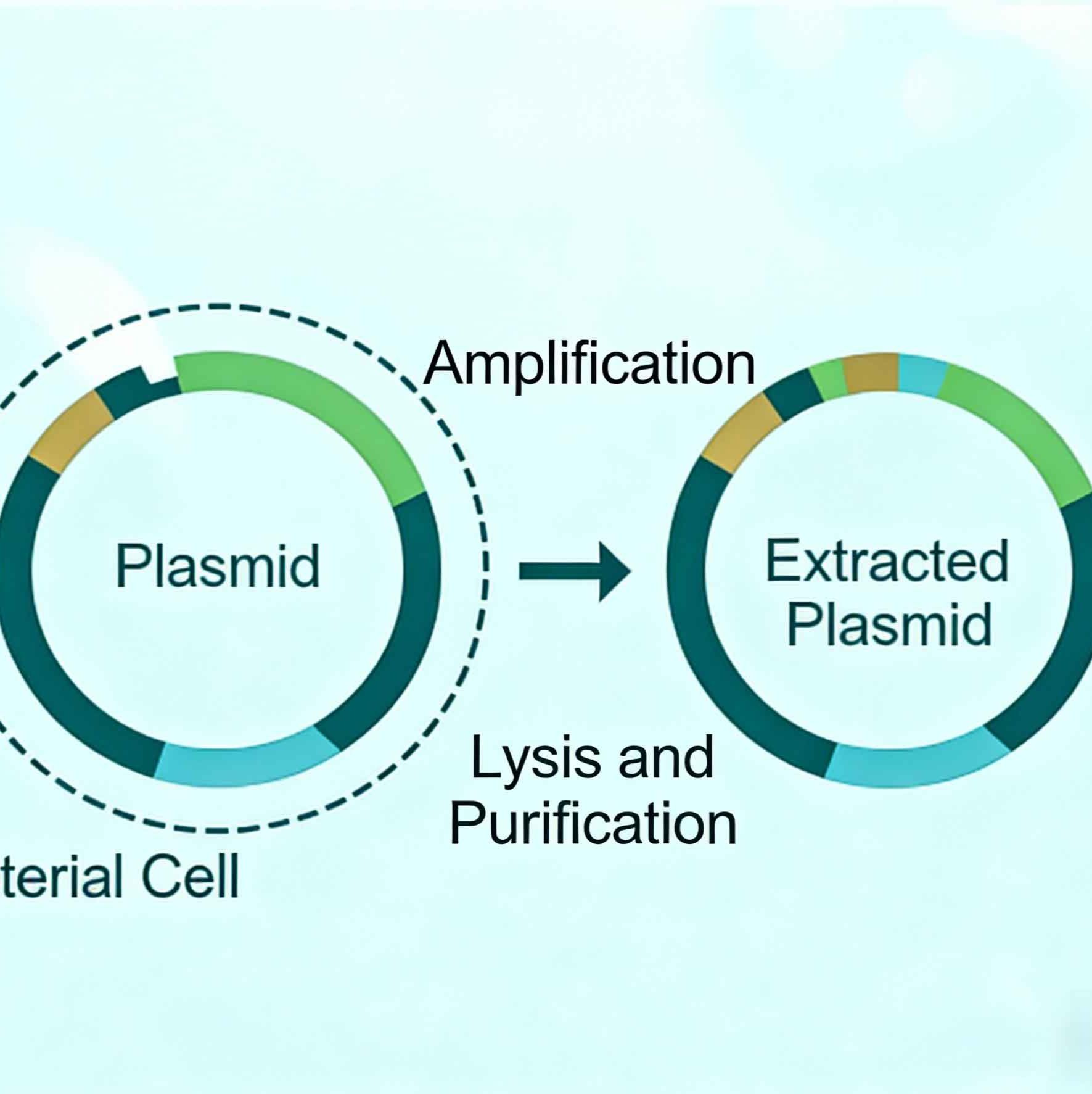 技术服务/基因服务&测序/质粒提取_高纯度_严格质控标准_多种提取规模_快速交付