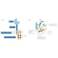 重组小鼠MINCLE蛋白 | Recombinant Mouse MINCLE, 65-214aa, His-tag