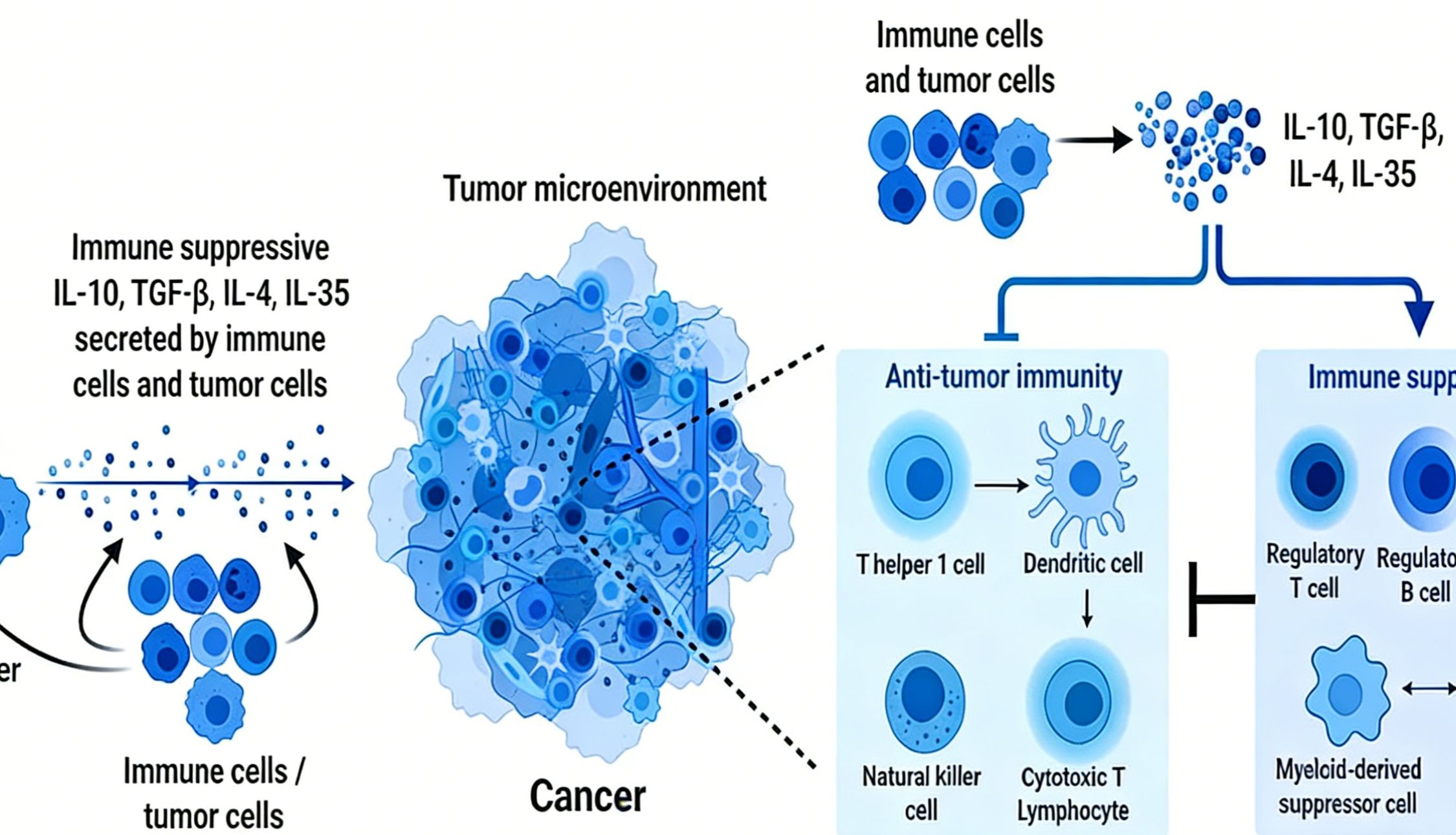 小鼠抗IL-4单克隆抗体如何阻断肿瘤前免疫抑制性髓系细胞生成？