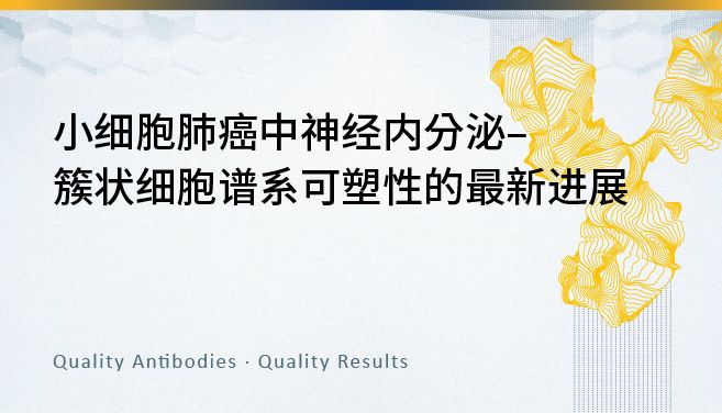 小细胞肺癌中神经内分泌–簇状细胞谱系可塑性的新进展