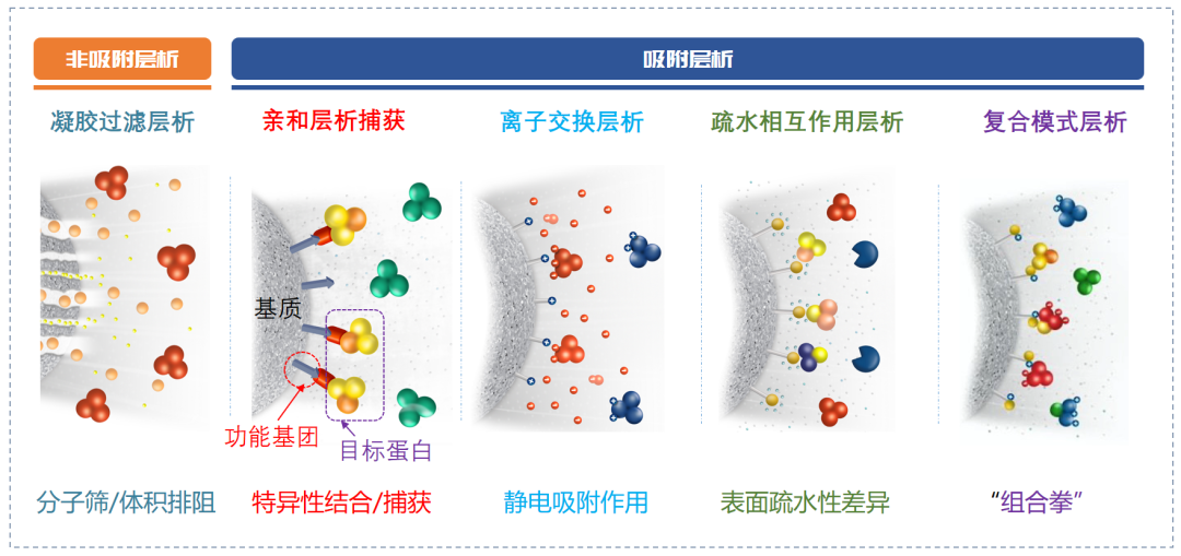 【技术干货】 亲和层析选型攻略
