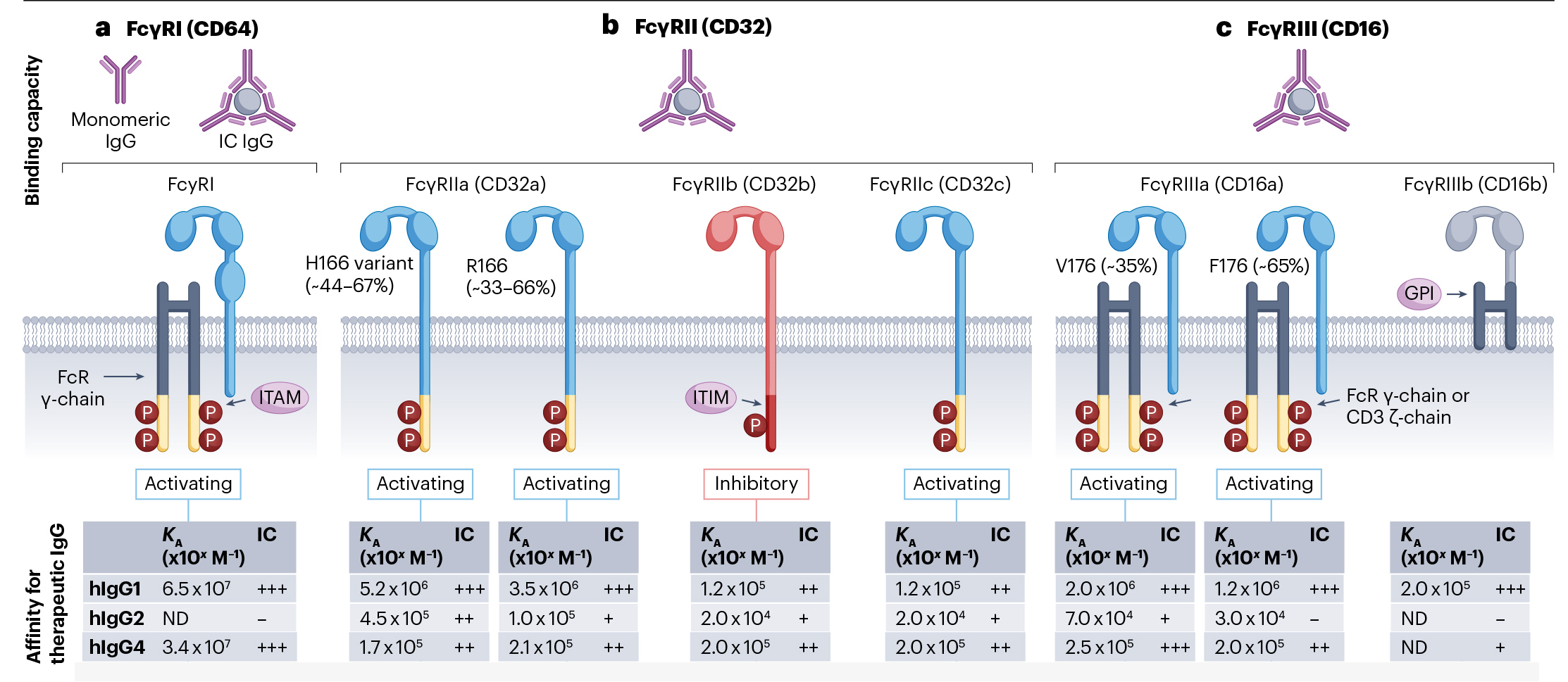 Nature系列经典综述：Fc受体在肿瘤免疫调节中的核心作用机制