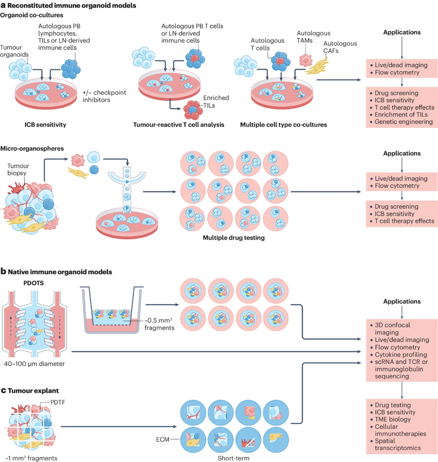 肿瘤免疫体外3D模型在转化研究中的应用