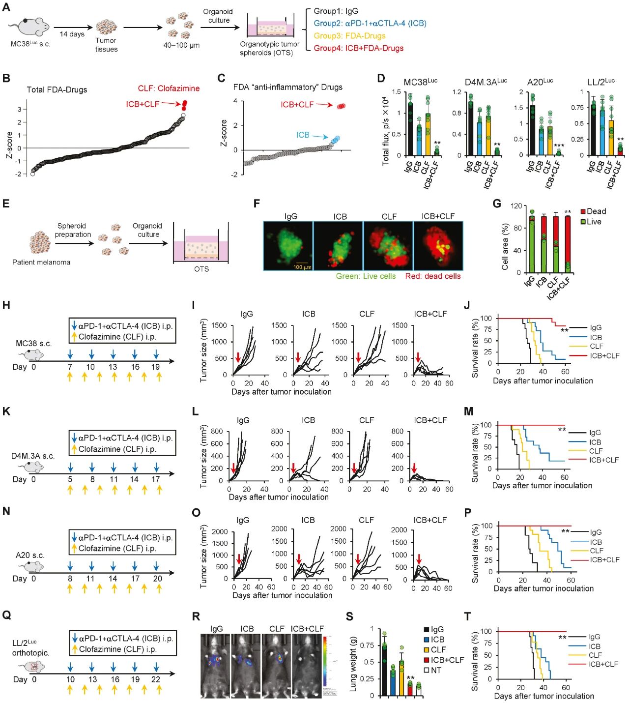 clofazimine在体外3D模型和小鼠体内提升双ICB疗效