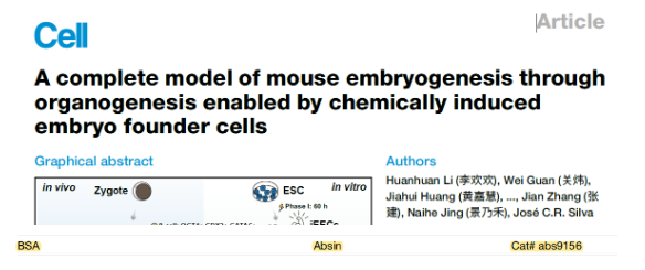 【IF 42.5】Absin BSA 登顶 CELL！助力小分子诱导胚胎模型问世，改写发育生物学研究格局