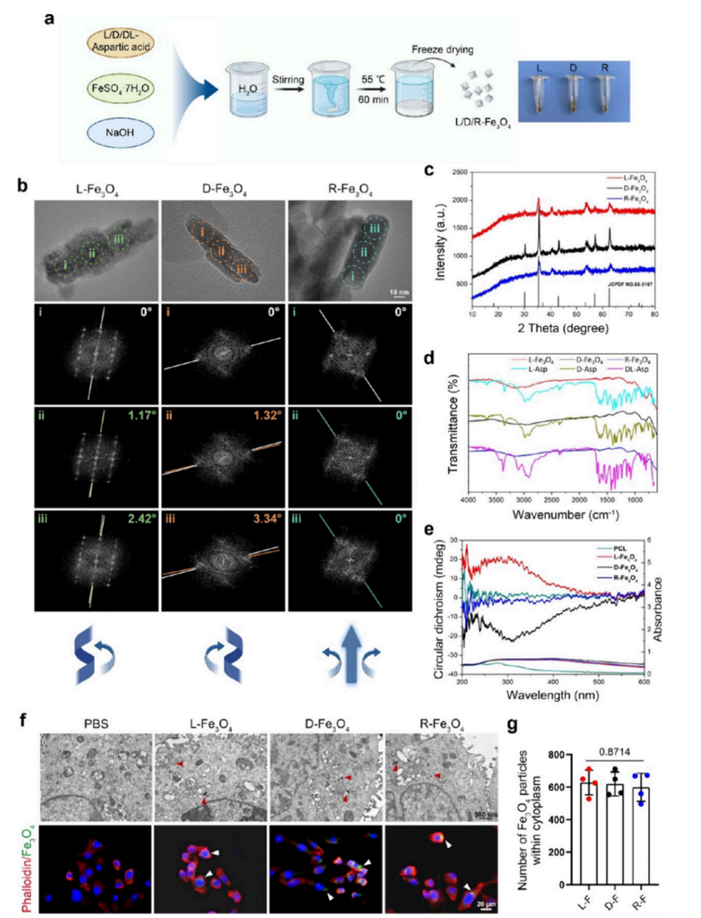 IF=16丨“左右”之分，天壤之别：纳米材料的手性如何决定神经修复的命运？