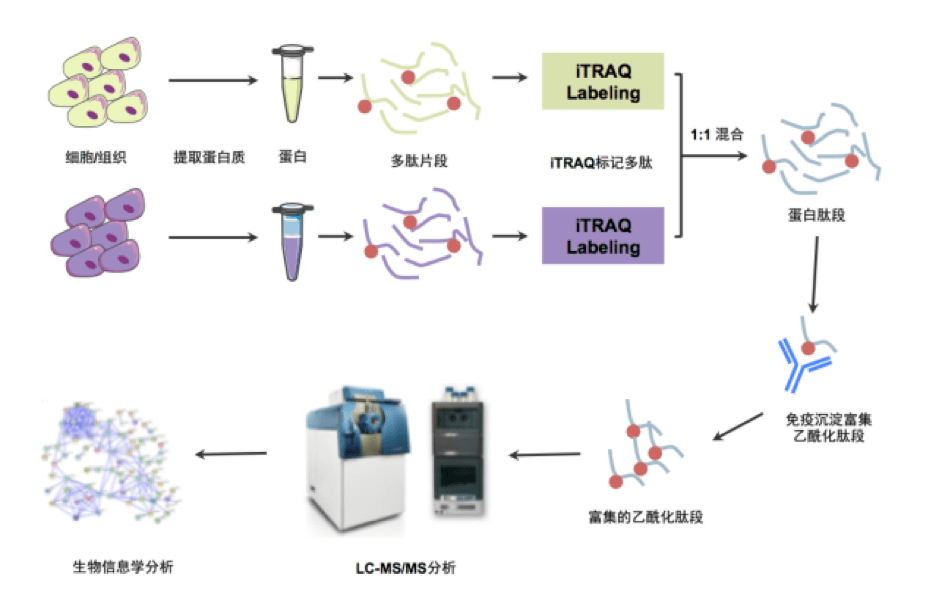 蛋白质翻译后修饰的作用主要是改变蛋白质的活性、定位或功能。通过蛋白质翻译后修饰也进一步增加了细胞通路机制和生命活动的多样性和复杂性。常见的蛋白质翻译后修饰包括磷酸化,乙酰化,糖基化,泛素化等。在这期我们就先来说说乙酰化。 蛋白质翻译后修饰的作用主要是改变蛋白质的活性、定位或功能。通过蛋白质翻译后修饰也进一步增加了细胞通路机制和生命活动的多样性和复杂性。常见的蛋白质翻译后修饰包括磷酸化,乙酰化,糖基化,泛素化等。在这期我们就先来说说乙酰化。