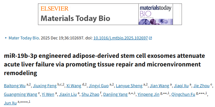 外泌体+基因工程｜靶向p47phox的miR-19b-3p工程化外泌体，通过调控巨噬细胞极化实现急性肝衰竭双重干预！